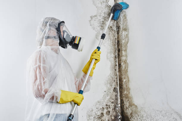 Best Residential Mold Remediation in Tioga, TX
