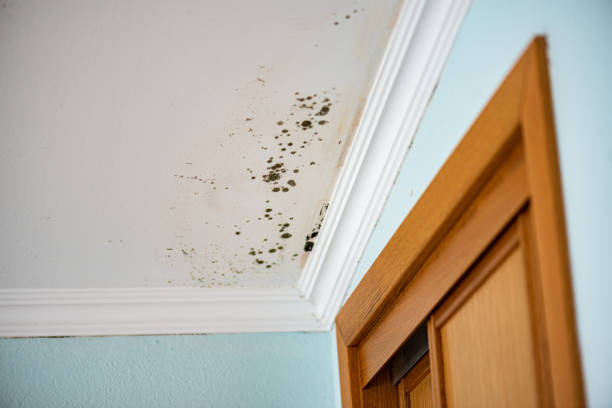 Best Bathroom Mold Remediation in Tioga, TX