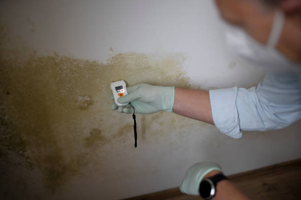 Professional Mold Remediation in Tioga, TX