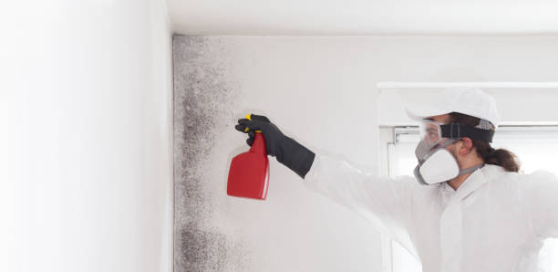 Best Crawl Space Mold Remediation in Tioga, TX