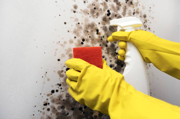 Best Health and Safety Mold Remediation in Tioga, TX