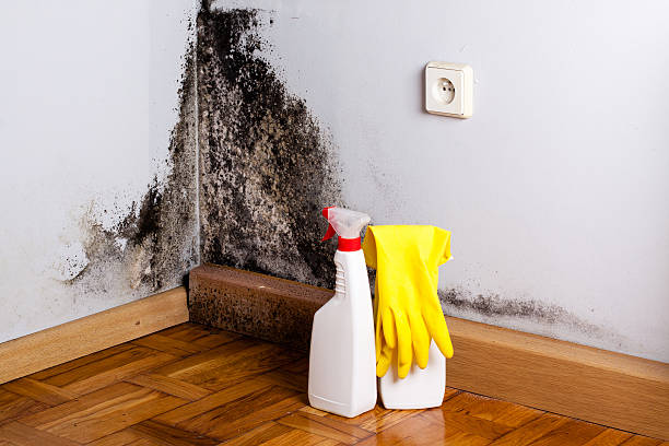 Best Residential Mold Remediation in Tioga, TX