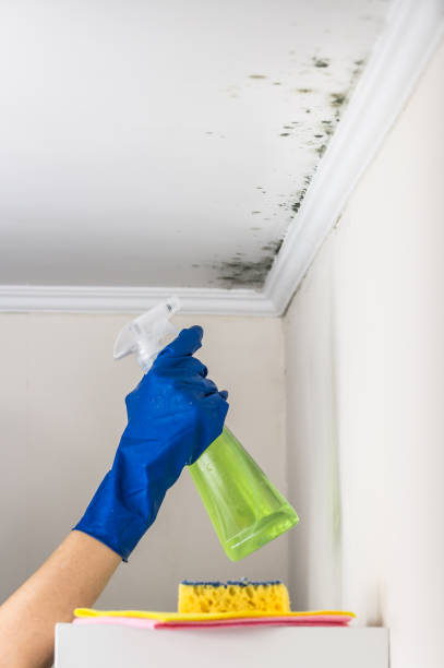 Professional Mold Remediation in Tioga, TX
