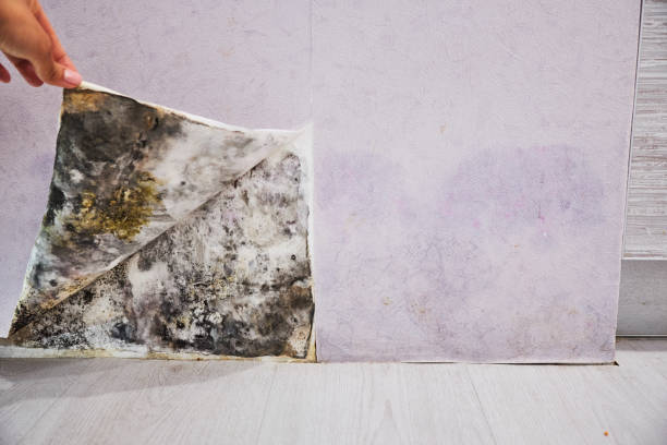Best Mold Remediation for Specific Building Types in Tioga, TX